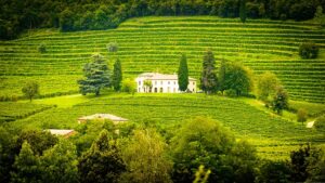 Weingut