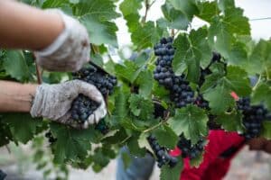 Weinernte organisieren: Wie Winzer rechtzeitig genügend Erntehelfer finden